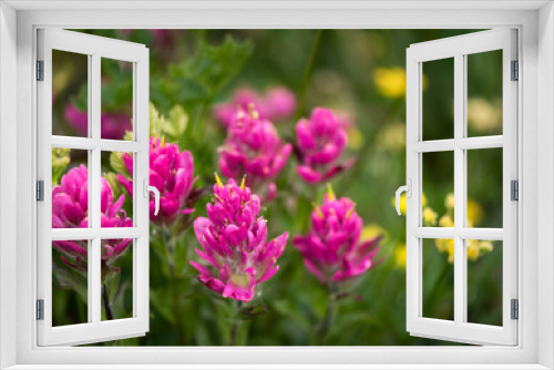 Fototapeta Naklejka Na Ścianę Okno 3D - Colorado Wildflowers