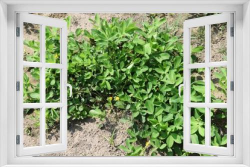 Fototapeta Naklejka Na Ścianę Okno 3D - Peanut cultivation / Agriculture stock photos
