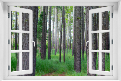 Fototapeta Naklejka Na Ścianę Okno 3D - Pine trees forest with green grass and have soil road into the mountain.