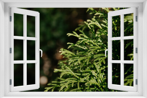 Fototapeta Naklejka Na Ścianę Okno 3D - Green natural background. Beautiful green plant