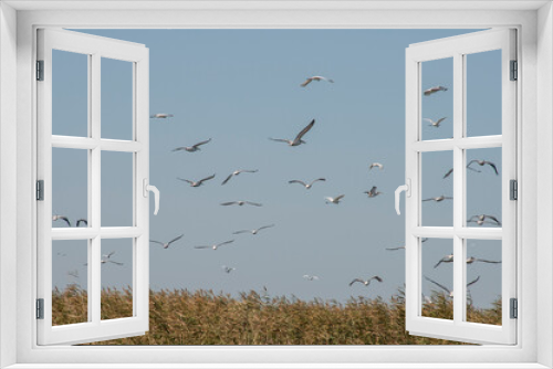 Fototapeta Naklejka Na Ścianę Okno 3D - wild pelican