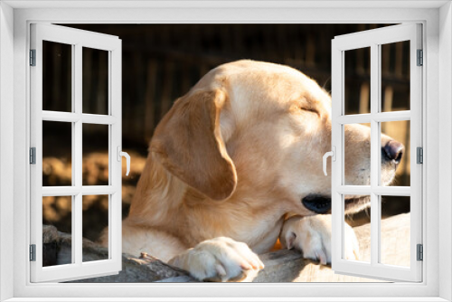 Fototapeta Naklejka Na Ścianę Okno 3D - Brown golden retreiver dog stood and wait over the cage