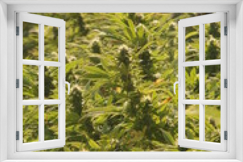 Fototapeta Naklejka Na Ścianę Okno 3D - Marijuana Growing in Sunshine with Flowers