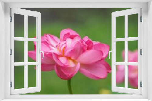 Fototapeta Naklejka Na Ścianę Okno 3D - 美しい蓮の花