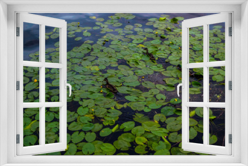 Fototapeta Naklejka Na Ścianę Okno 3D - Three ducks swim in pond among green round leaves of water lilies with yellow flowers. Sky is reflected in blue water with ripples. View from above. Summer landscape