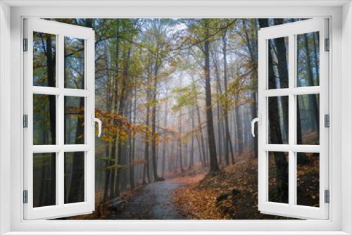 Fototapeta Naklejka Na Ścianę Okno 3D - El Tiemblo, chesnut forest, Spain