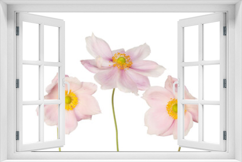 Fototapeta Naklejka Na Ścianę Okno 3D - Three anemone flowers