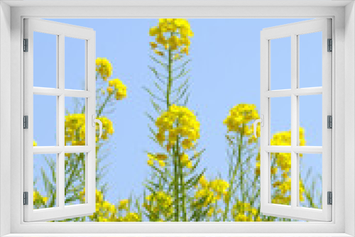Fototapeta Naklejka Na Ścianę Okno 3D - 青空と菜の花