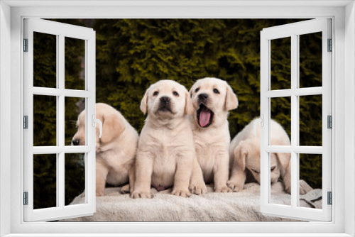 Fototapeta Naklejka Na Ścianę Okno 3D - group of cute gold labrador retriver puppys
