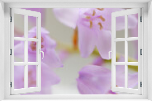 Fototapeta Naklejka Na Ścianę Okno 3D - アリュームの花
