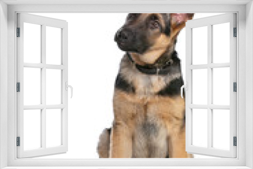 Fototapeta Naklejka Na Ścianę Okno 3D - German Shepherd puppy