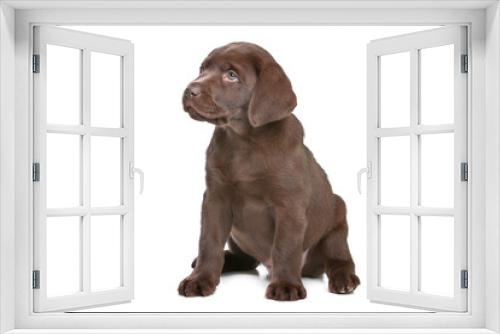Fototapeta Naklejka Na Ścianę Okno 3D - chocolate Labrador puppy