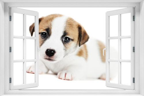 Fototapeta Naklejka Na Ścianę Okno 3D - one little jack russel terrier puppy