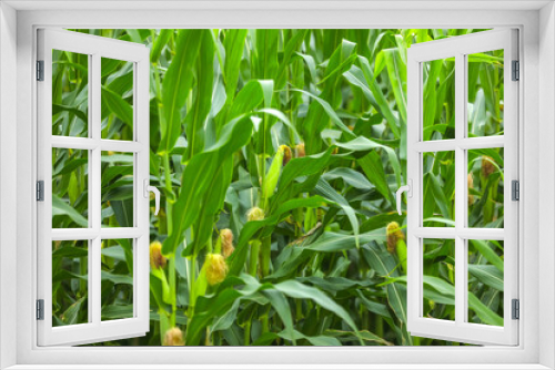 Fototapeta Naklejka Na Ścianę Okno 3D - green field of corn in india
