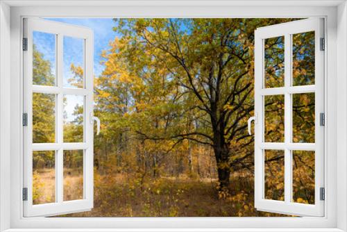 Fototapeta Naklejka Na Ścianę Okno 3D - Autumn morning in the yellow oak forest during leaf fall, old oak close-up