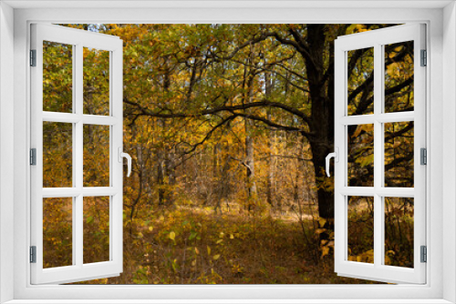 Fototapeta Naklejka Na Ścianę Okno 3D - Autumn morning in the yellow oak forest during leaf fall, old oak close-up