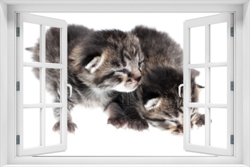 Fototapeta Naklejka Na Ścianę Okno 3D - Two newborn kittens isolated on a white background.