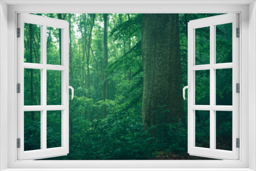 Fototapeta Naklejka Na Ścianę Okno 3D - Baumstamm im Nebel