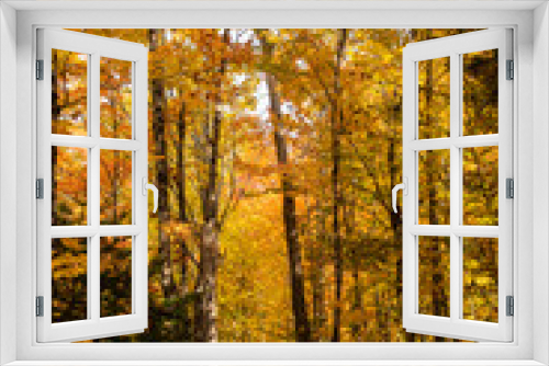 Fototapeta Naklejka Na Ścianę Okno 3D - View of  colorful trees in a forest in autumn