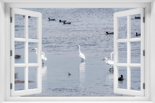 Fototapeta Naklejka Na Ścianę Okno 3D - Little egrets and moorhens