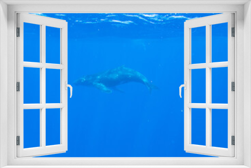 Fototapeta Naklejka Na Ścianę Okno 3D - Humpback Whale Calf