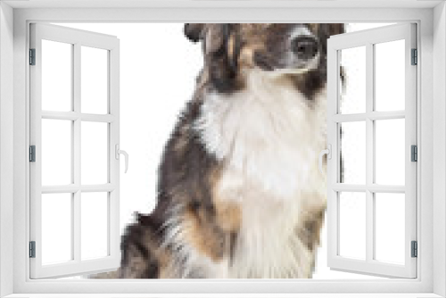 Fototapeta Naklejka Na Ścianę Okno 3D - mixed breed tri-colored dog