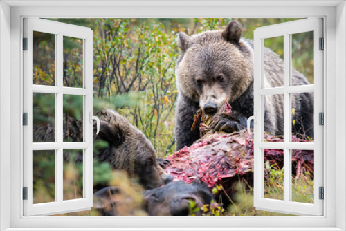 Fototapeta Naklejka Na Ścianę Okno 3D - Grizzly bears in the wild