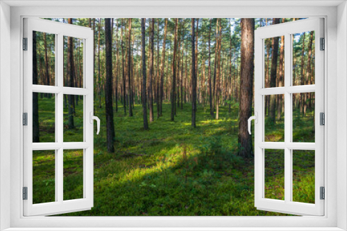 Fototapeta Naklejka Na Ścianę Okno 3D - młody las sosnowy w okolicy Szczawina i Swędowa