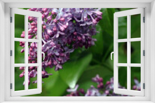 Fototapeta Naklejka Na Ścianę Okno 3D - Purple lilacs from spring garden