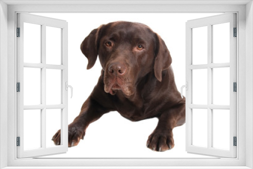 Fototapeta Naklejka Na Ścianę Okno 3D - schokobrauner Labrador