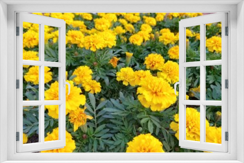 Fototapeta Naklejka Na Ścianę Okno 3D - yellow chrysanthemum flowers