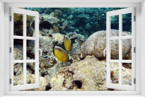 Fototapeta Naklejka Na Ścianę Okno 3D - Clown fish. amphiprion (Amphiprioninae). Red sea clown fish.