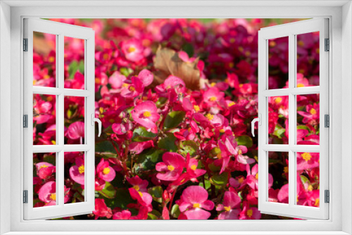 Fototapeta Naklejka Na Ścianę Okno 3D - Floral background of bright pink flowers in the garden begonias