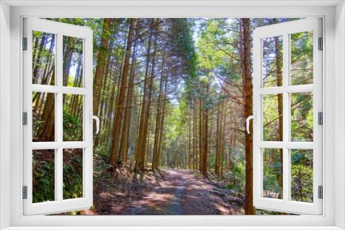 Fototapeta Naklejka Na Ścianę Okno 3D - 日本の京都の保津峡ハイキングコースにある美しい杉林