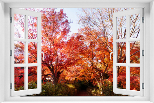 Fototapeta Naklejka Na Ścianę Okno 3D - 美しいカラフルな紅葉の秋