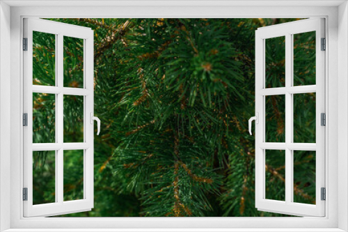 Fototapeta Naklejka Na Ścianę Okno 3D - Green volumetric needles fluffy branches of a coniferous Siberian spruce tree in the forest