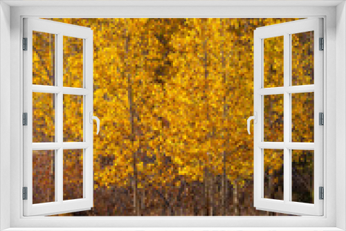 Fototapeta Naklejka Na Ścianę Okno 3D - Fall Colors in the Rockies