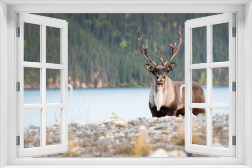 Fototapeta Naklejka Na Ścianę Okno 3D - Mountain caribou