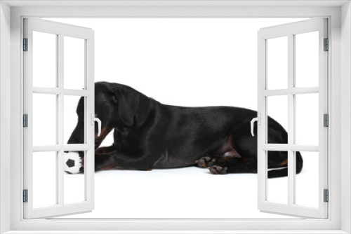 Fototapeta Naklejka Na Ścianę Okno 3D - black little dachshund dog and ball isolated on white