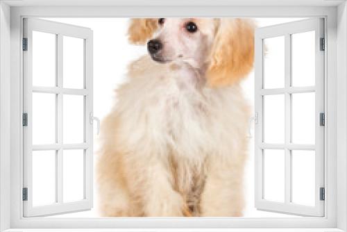 Fototapeta Naklejka Na Ścianę Okno 3D - Apricot poodle puppy portrait on a white background