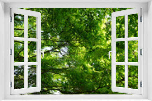 Fototapeta Naklejka Na Ścianę Okno 3D - 常寂光寺の新緑の風景