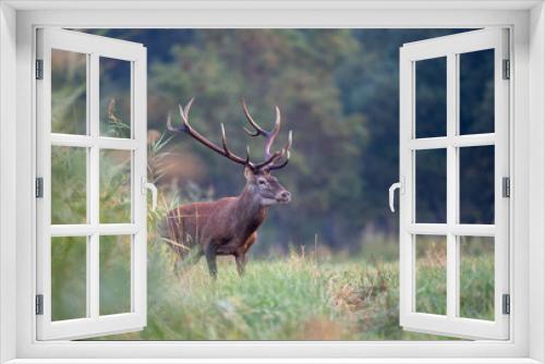 Fototapeta Naklejka Na Ścianę Okno 3D - Red deer walking in forest