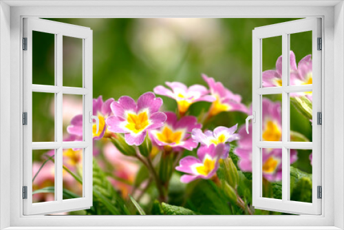 Fototapeta Naklejka Na Ścianę Okno 3D - Beautiful park flowers in vivid colors