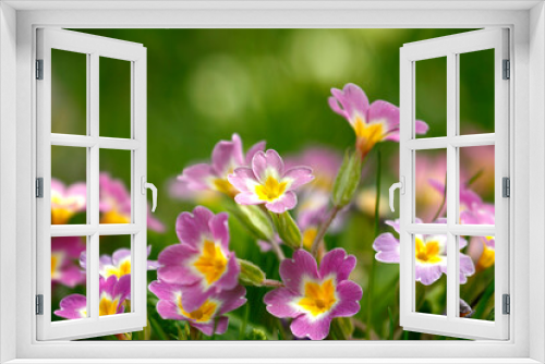 Fototapeta Naklejka Na Ścianę Okno 3D - Beautiful park flowers in vivid colors