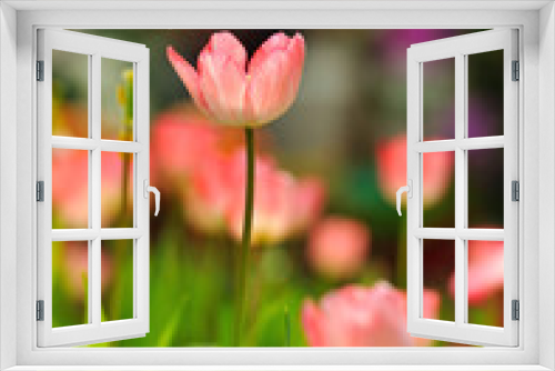 Fototapeta Naklejka Na Ścianę Okno 3D - Beautiful spring tulip flowers in colorful garden