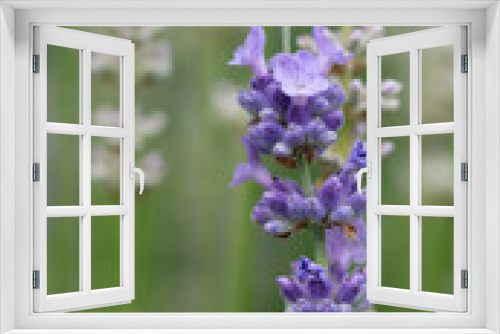 Fototapeta Naklejka Na Ścianę Okno 3D - Common Lavender, Lavandula angustifolia