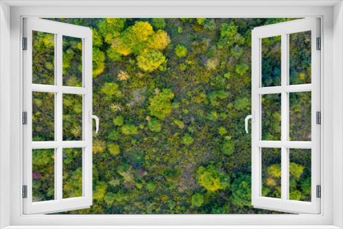 Fototapeta Naklejka Na Ścianę Okno 3D - Green and yellow trees background