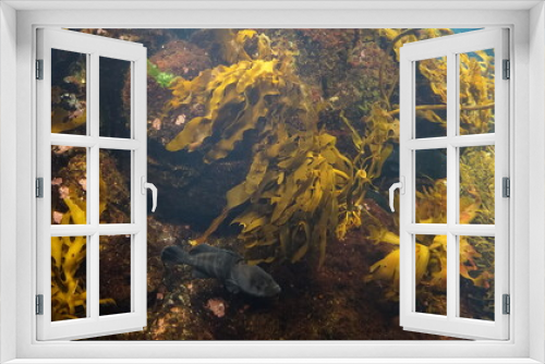 Fototapeta Naklejka Na Ścianę Okno 3D - Aquarium with seaweed and gray fish