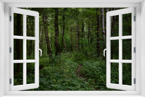 Fototapeta Naklejka Na Ścianę Okno 3D - footpath in the woods