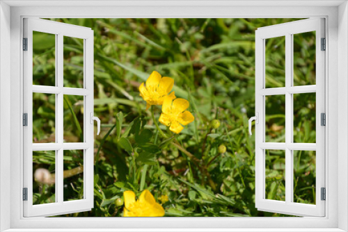 Fototapeta Naklejka Na Ścianę Okno 3D - bright yellow buttercup in green grass in early spring